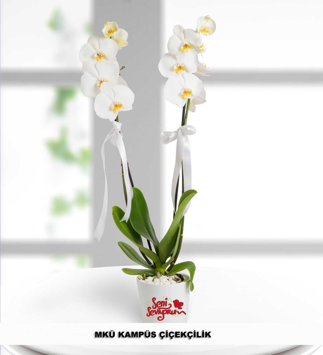 Seni Seviyorum Mesajlı 2 Dal Phalaenopsis Orkide